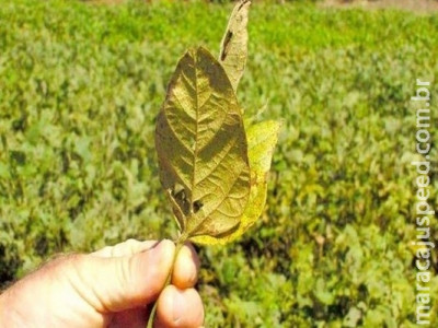 Lei proíbe ‘safrinha’ da soja e altera prazo para cadastro de plantio Lei proíbe ‘safrinha’ da soja e altera prazo para cadastro de plantio