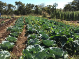 Maracaju: 78% do alimento da Merenda Escolar sairá da Agricultura Familiar