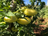 Maracaju: 78% do alimento da Merenda Escolar sairá da Agricultura Familiar Maracaju: 78% do alimento da Merenda Escolar sairá da Agricultura Familiar