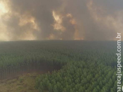 Fazenda de eucalipto é atingida por incêndio de grandes proporções Fazenda de eucalipto é atingida por incêndio de grandes proporções
