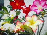 Maracaju: Acontecerá a “Feira de Rosa do Deserto” com floridas a partir de 15 reais, e mudas a partir de 5 reais