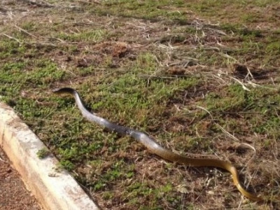 Cobra de um metro e meio é encontrada em parquinho de creche