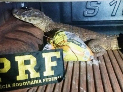 Homem é flagrado transportado jacaré vivo em carroceria de caminhonete Homem é flagrado transportado jacaré vivo em carroceria de caminhonete