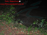 Maracaju: Bombeiros capturam Jiboia e Sucuri que comia uma galinha em área urbana Maracaju: Bombeiros capturam Jiboia e Sucuri que comia uma galinha em área urbana