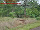 Maracaju: Carreta desgovernada sai fora de rodovia e percorre mais de 300 metros mata adentro e atola em brejo