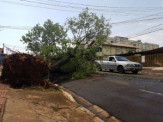 Meia hora de chuva com 74 km de vento derruba 30 árvores na Capital