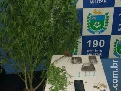 ‘Agricultura familiar’: PM flagra pai e filho cultivando maconha em casa ‘Agricultura familiar’: PM flagra pai e filho cultivando maconha em casa