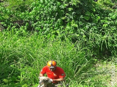 Cachorro é resgatado de penhasco de 15 metros por bombeiros em MS Cachorro é resgatado de penhasco de 15 metros por bombeiros em MS