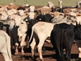 Maracaju: Fazenda teve cerca de 640 cabeças de gado levadas em ação de abigeato