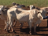 Maracaju: Fazenda teve cerca de 640 cabeças de gado levadas em ação de abigeato
