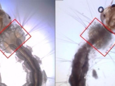 Mosquito modificado geneticamente é nova arma de combate ao Aedes Mosquito modificado geneticamente é nova arma de combate ao Aedes
