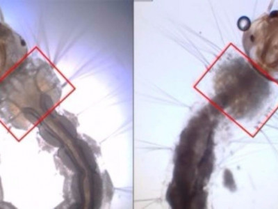 Mosquito modificado geneticamente é nova arma de combate ao Aedes