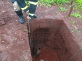 Bombeiros de Maracaju resgatam cachorro pitbull que caiu em buraco aberto em construção