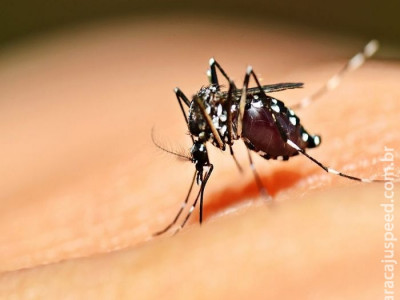 Com 3 casos registrados, mortes por dengue têm redução de 84% em MS