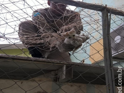  Gato fica preso em rede de proteção de quadra de esportes e é resgatado pelos bombeiros em MS