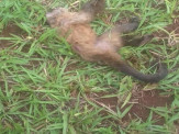 Maracaju: Macaco encontrado morto em fazenda, pode ser possível caso de “Febre Amarela”.