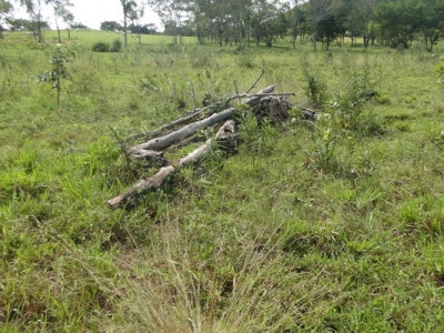 PMA de Jardim autua oitavo fazendeiro por desmatamento ilegal em vistorias realizadas na operação Cervo-do-Pantanal