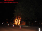 Maracaju: Figueira na entrada de Maracaju pega fogo