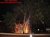 Maracaju: Figueira na entrada de Maracaju pega fogo
