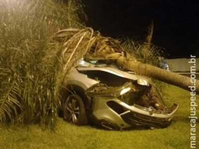 Motorista de caminhonete derruba coqueiro na Duque de Caxias após “fechada”