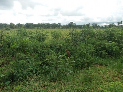 PMA de Bela Vista autua fazendeiro em R$ 9 mil por desmatamento ilegal de 30 hectares de vegetação durante a operação Cervo-do-Pantanal