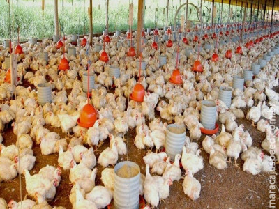 Aves podem ser consumidas sem risco após cozimento, afirma ministro Aves podem ser consumidas sem risco após cozimento, afirma ministro
