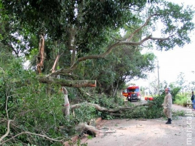Ingazeiro despenca, leva outras árvores e fecha rua no Santa Luzia