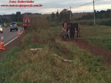 Maracaju: Caminhão com bezerros tomba na BR-267