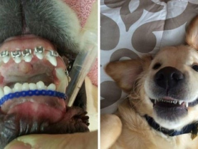 Pelo sorriso do pet, tem quem pague R$ 5 mil em cuidados odontológicos
