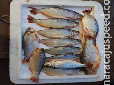 Mulher é presa pela PMA e autuada em R$ 4,7 mil com 201 kg de peixes comercializados ilegalmente