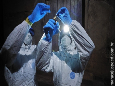 Cientistas encontram nova versão do vírus ebola em morcegos em Serra Leoa