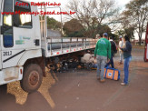 Maracaju: Motoqueiro parente da ave Fênix renasce após acidente com caminhão na Av. Senador Filinto Muller