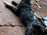 Maracaju - Procura-se cadela desaparecida