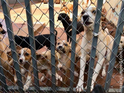 Aprovada lei que dispõe sobre a instituição da política do bem-estar animal em Maracaju