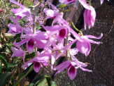 Maracaju: Feira de mudas de “Rosas do Desertos e Orquídeas”