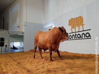 Megaleilão Montana vende touros pela média de R$ 9.500, com valorização de 12% em relação a 2017