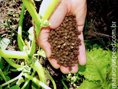 Pesquisa desenvolve fertilizante orgânico a partir da biomassa de plantas Pesquisa desenvolve fertilizante orgânico a partir da biomassa de plantas