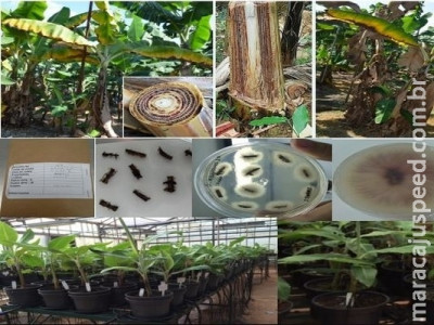 Fusariose da bananeira será estudada em detalhes em novo projeto da Embrapa Fusariose da bananeira será estudada em detalhes em novo projeto da Embrapa