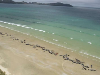 A triste e impressionante fila de 145 baleias encalhadas em praia A triste e impressionante fila de 145 baleias encalhadas em praia