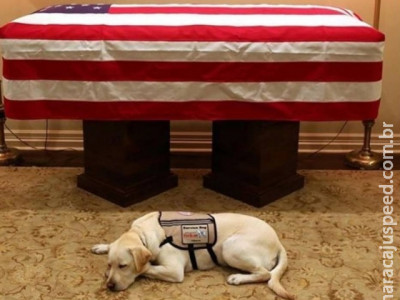 Cachorro de George Bush comove mundo ao ser fotografado ao lado do caixão