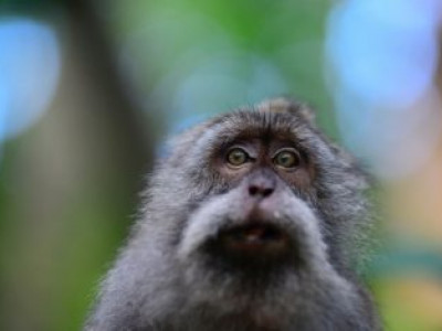 Mulher é condenada a três anos de prisão por ‘assédio sexual’ a macaco
