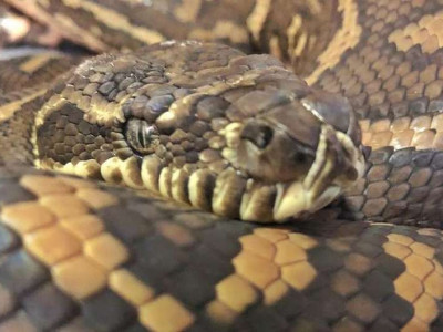 Cobra encontrada com 511 carrapatos passa por tratamento para anemia  Cobra encontrada com 511 carrapatos passa por tratamento para anemia