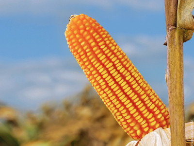 Híbridos Morgan são destaque em ensaios da Fundação MS em Maracaju Híbridos Morgan são destaque em ensaios da Fundação MS em Maracaju