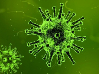 Novo vírus que pode ser letal a humanos é encontrado na China