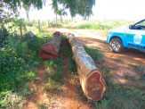PMA autua mulher em R$ 10,5 mil por exploração de madeira em área protegida de preservação permanente