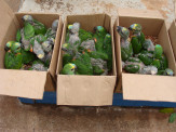 PMA autua em R$ 145 mil traficantes e apreende 143 aves vítimas de tráfico no Estado em 2018