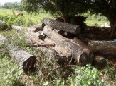 Polícia Militar autua infrator em R$ 11,4 mil por exploração e armazenamento de grande quantidade de madeira ilegal