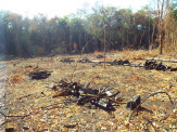 Polícia Militar autua infrator em R$ 7 mil por desmatamento em área protegida de reserva legal