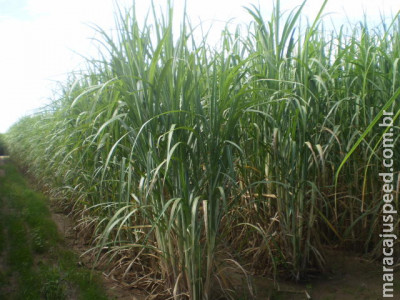 Soja e melhoria de ambientes restritivos são temas de Dia de Campo Soja e melhoria de ambientes restritivos são temas de Dia de Campo
