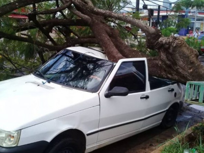 Após chuva rápida, árvore cai em Fiat Uno e rua fica interditada na Capital